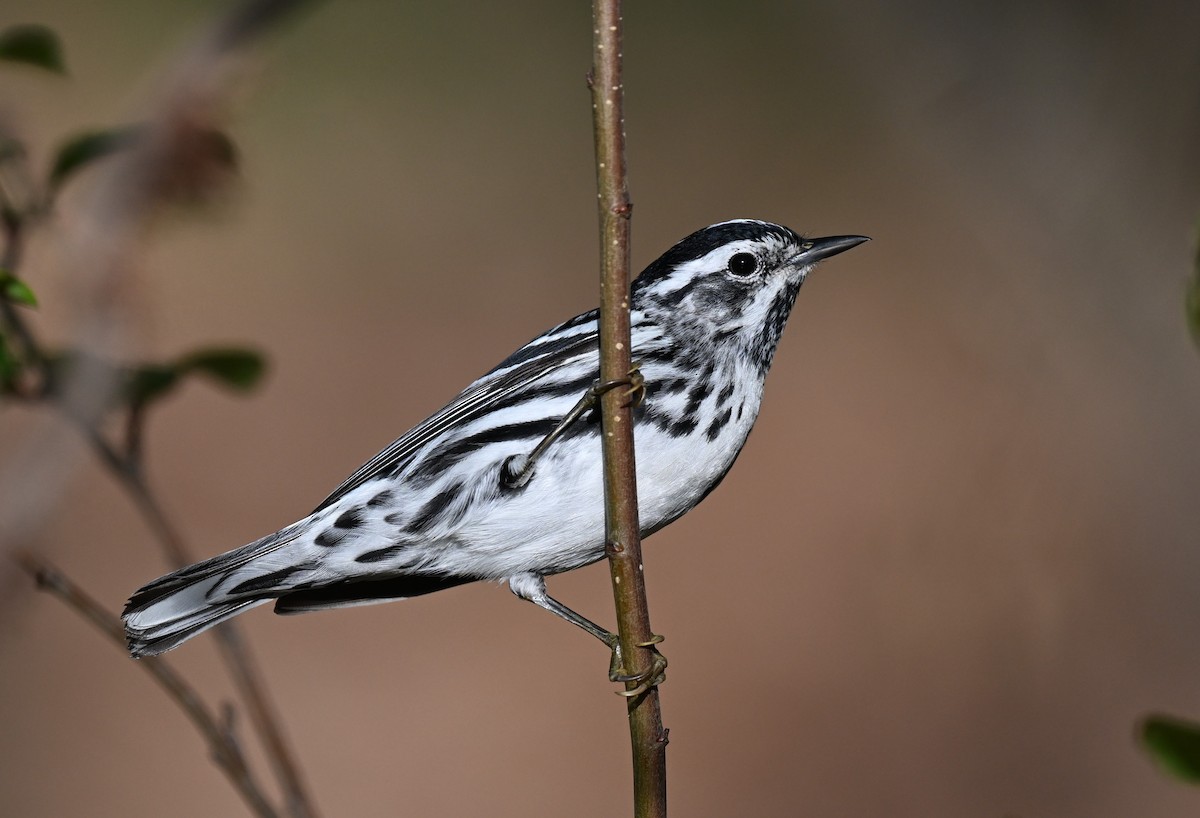 Black-and-white Warbler - ML620346323