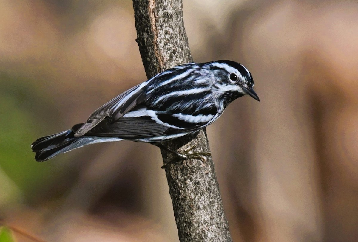 Black-and-white Warbler - ML620346324