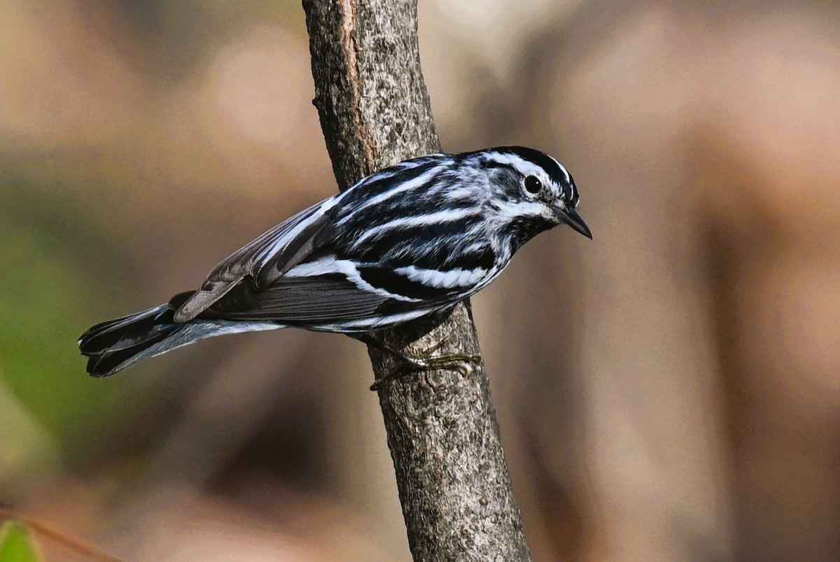 Black-and-white Warbler - ML620346325