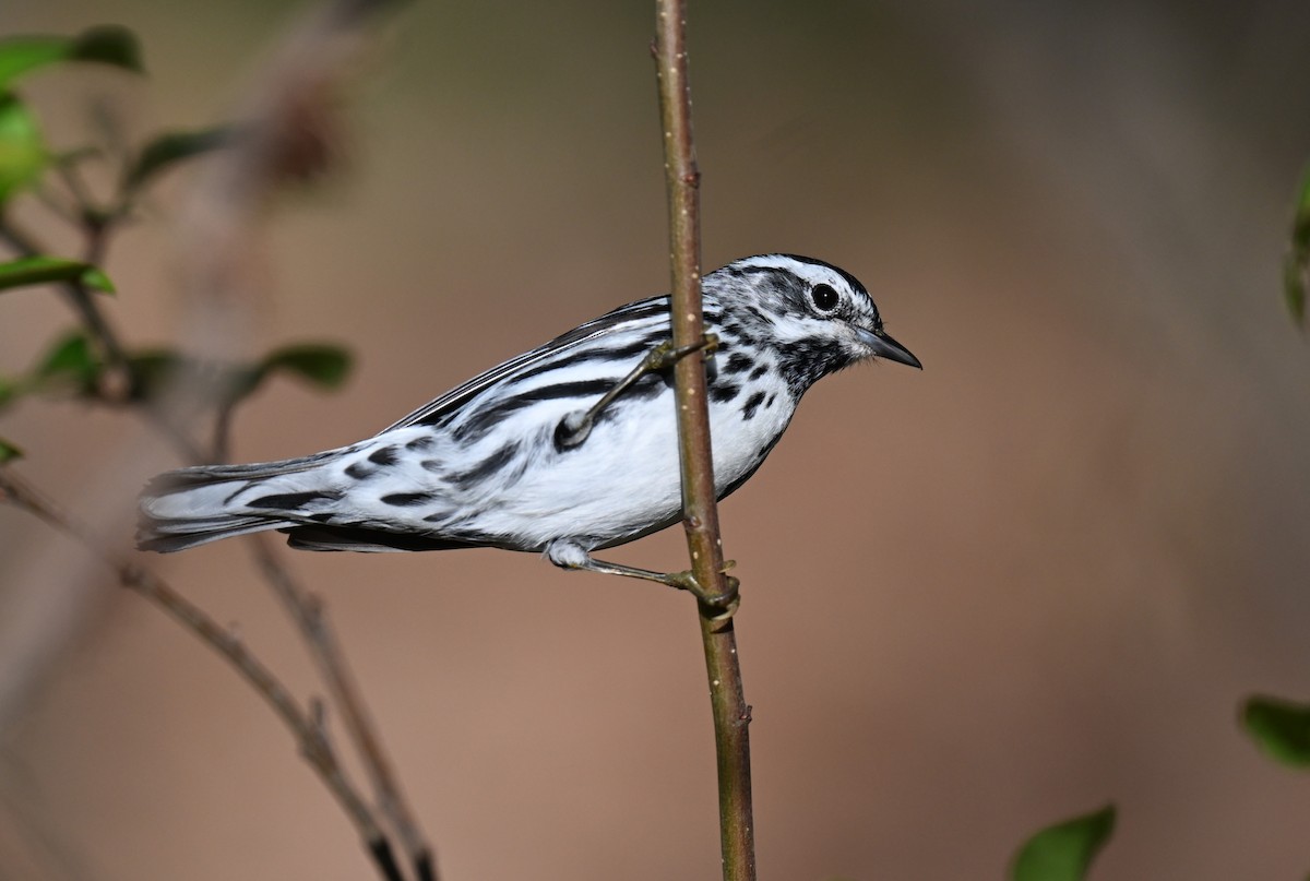 Black-and-white Warbler - ML620346326