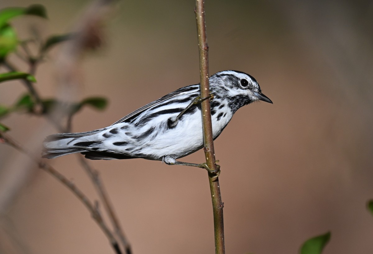 Black-and-white Warbler - ML620346327