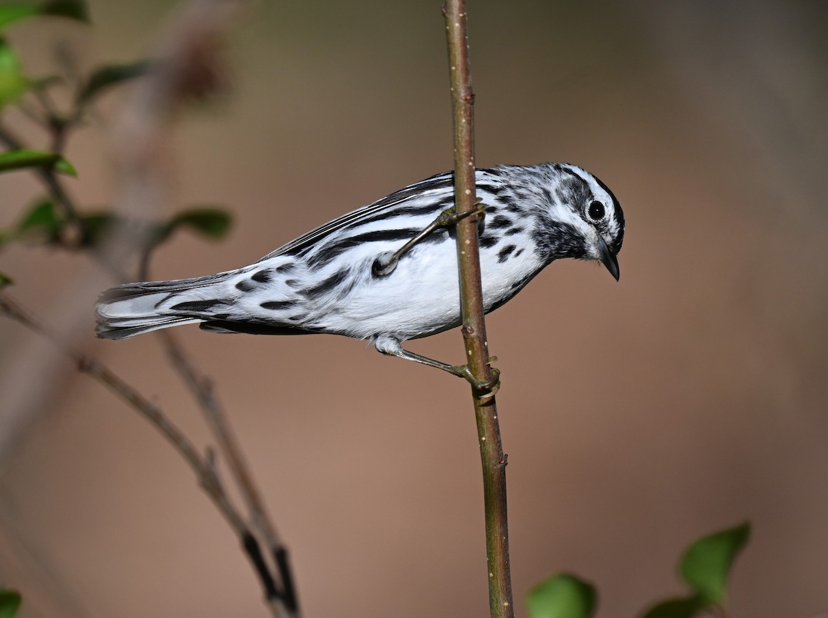 Paruline noir et blanc - ML620346328