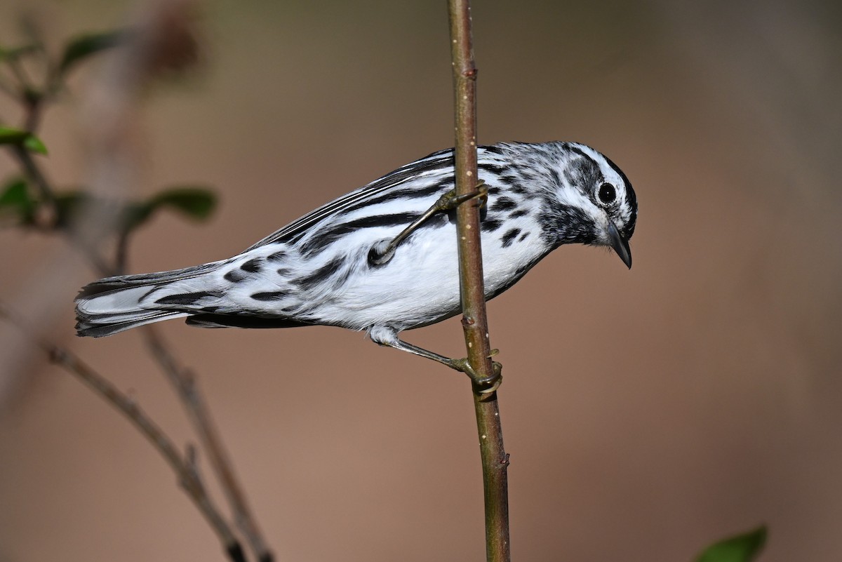 Black-and-white Warbler - ML620346329