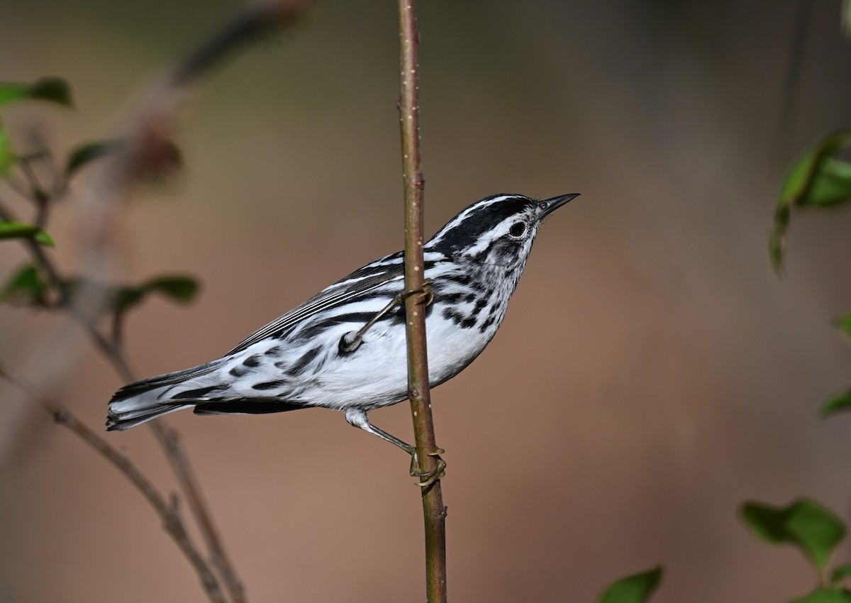 Black-and-white Warbler - ML620346330