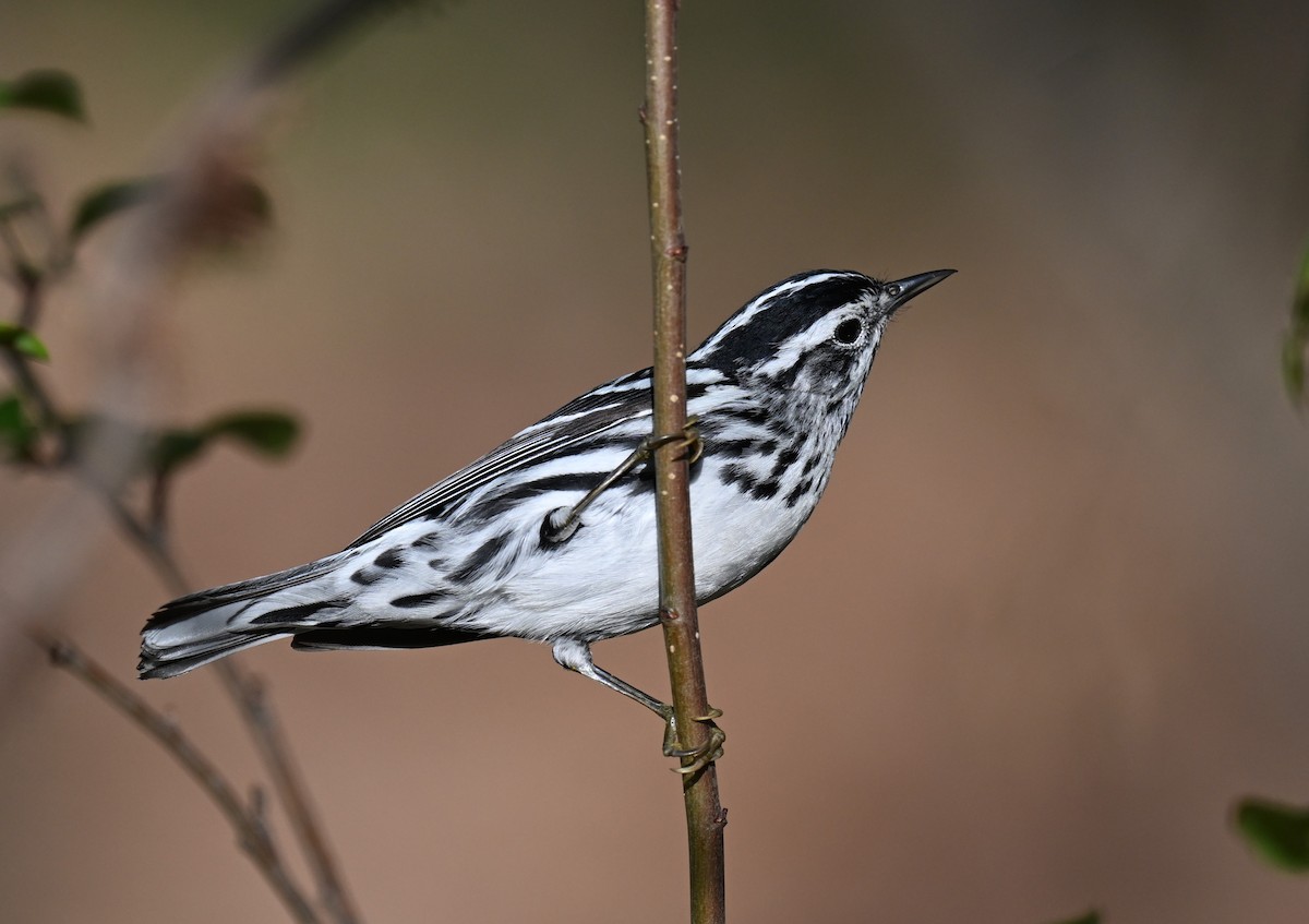 Black-and-white Warbler - ML620346331