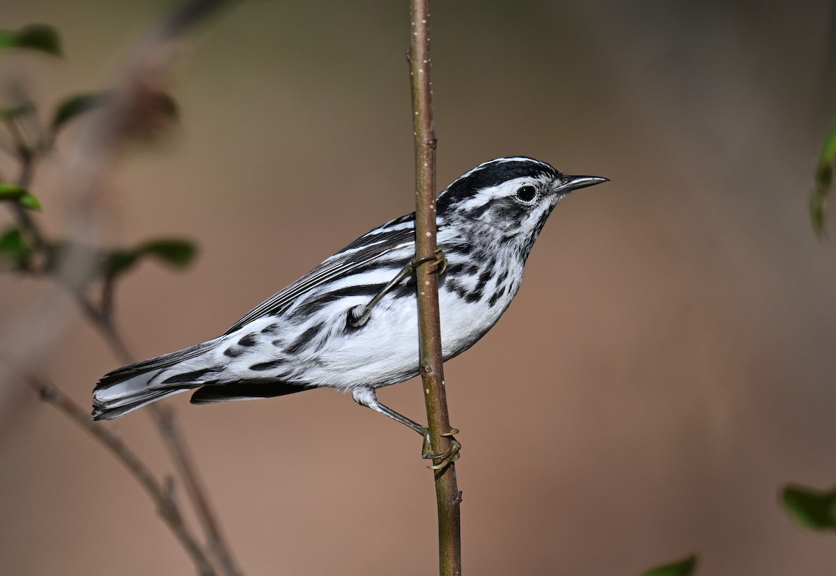 Black-and-white Warbler - ML620346332
