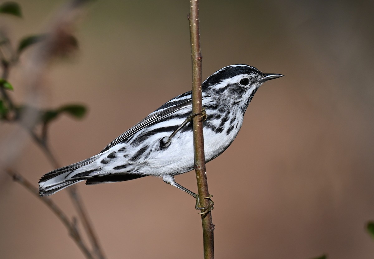 Black-and-white Warbler - ML620346333