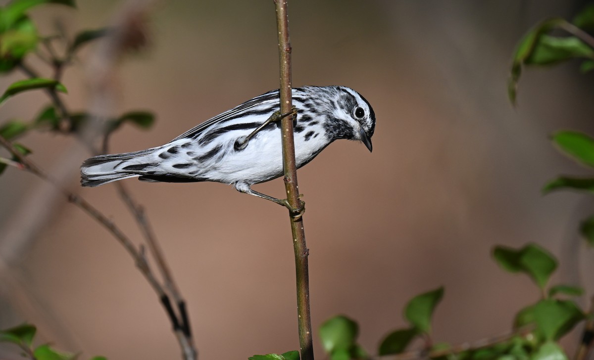 Black-and-white Warbler - ML620346334