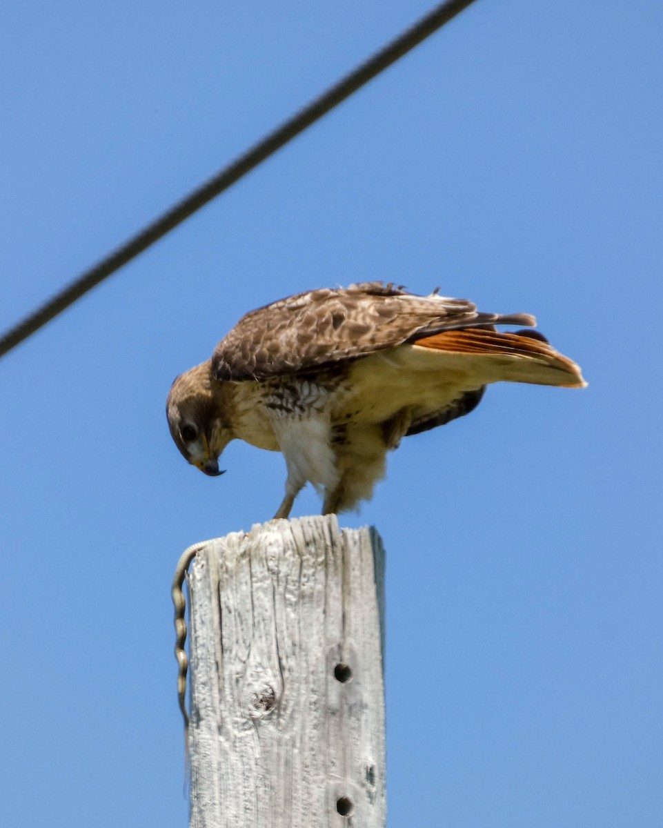 Red-tailed Hawk - ML620346340