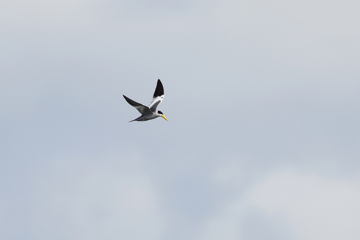 Large-billed Tern - ML620346345