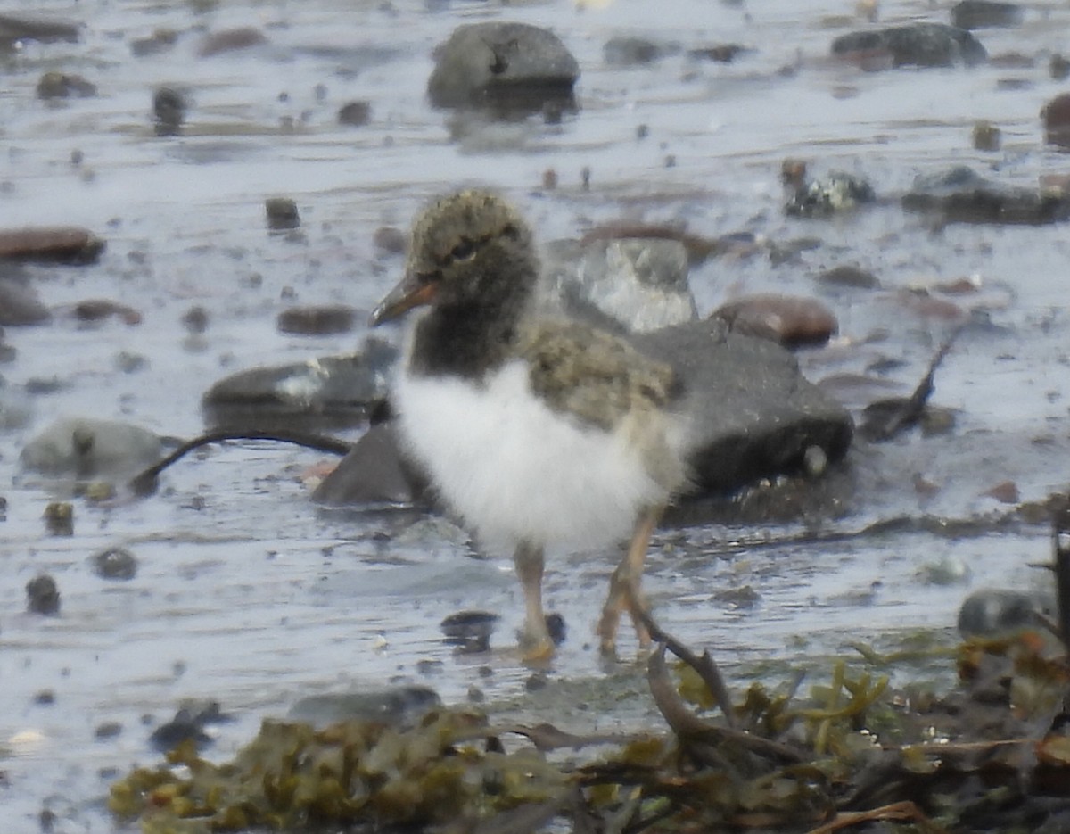 Eurasian Oystercatcher - ML620346347