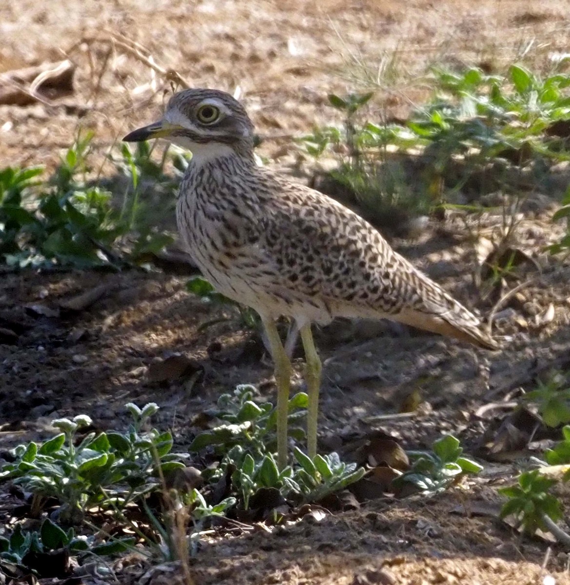 Spotted Thick-knee - ML620346364