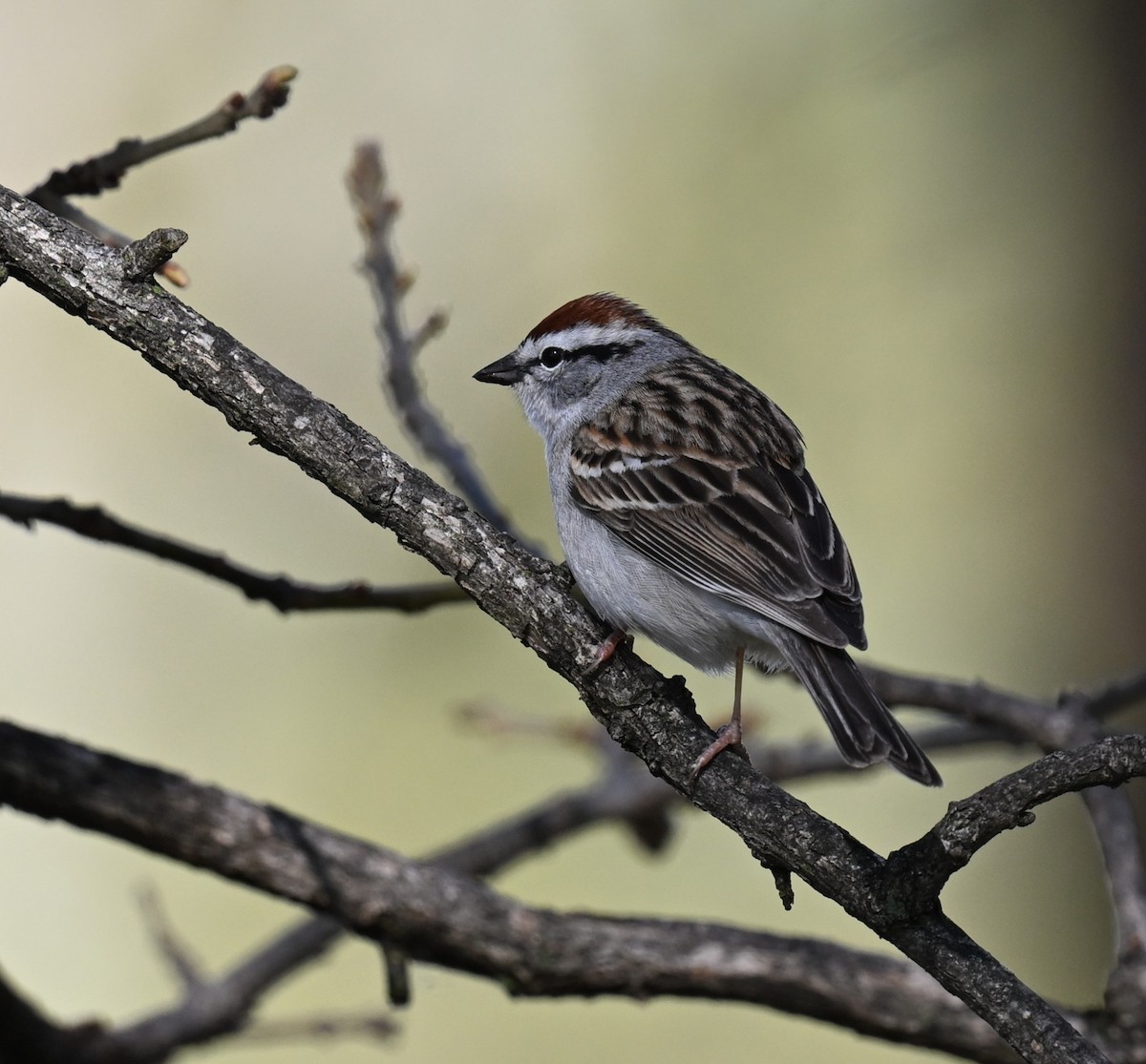 Chipping Sparrow - ML620346380