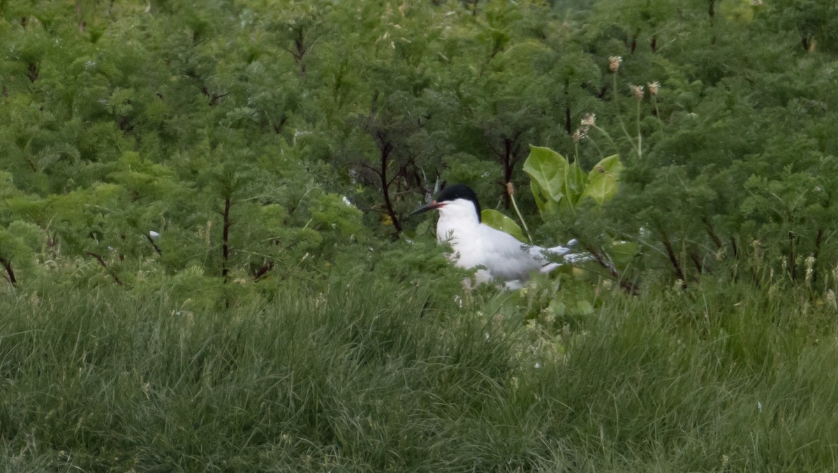 Roseate Tern - ML620346387