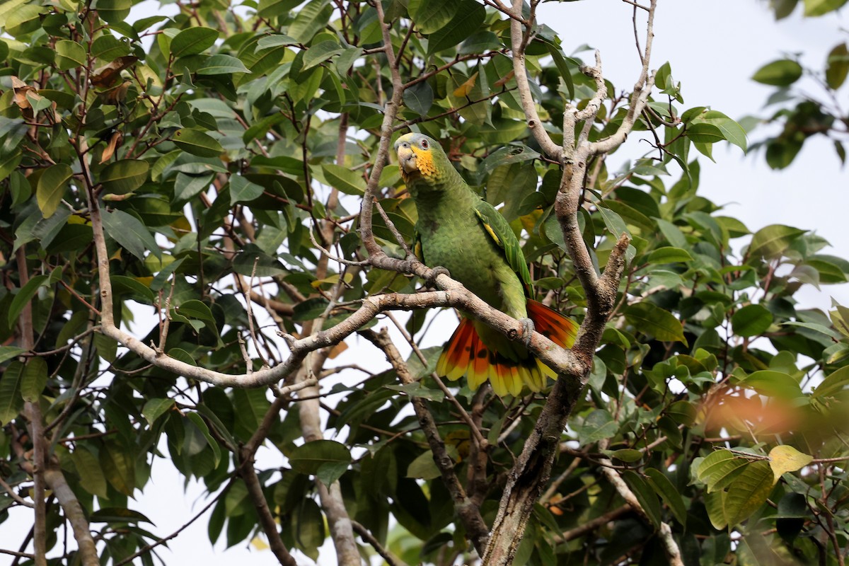 Orange-winged Parrot - ML620346393