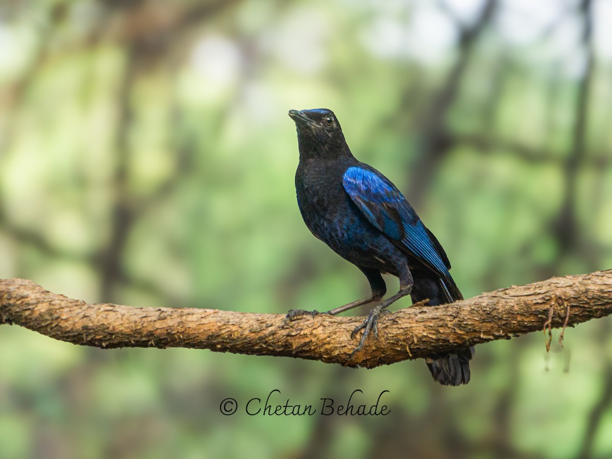 Malabar Whistling-Thrush - ML620346394