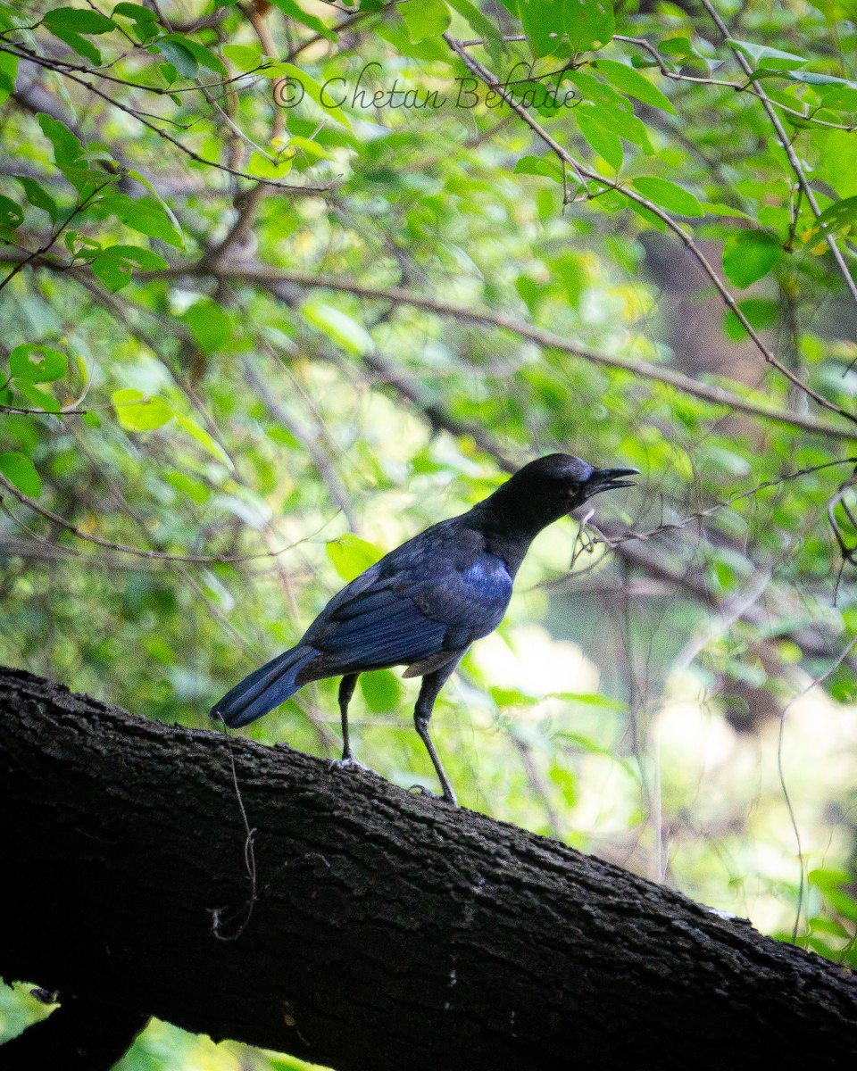 Malabar Whistling-Thrush - ML620346396