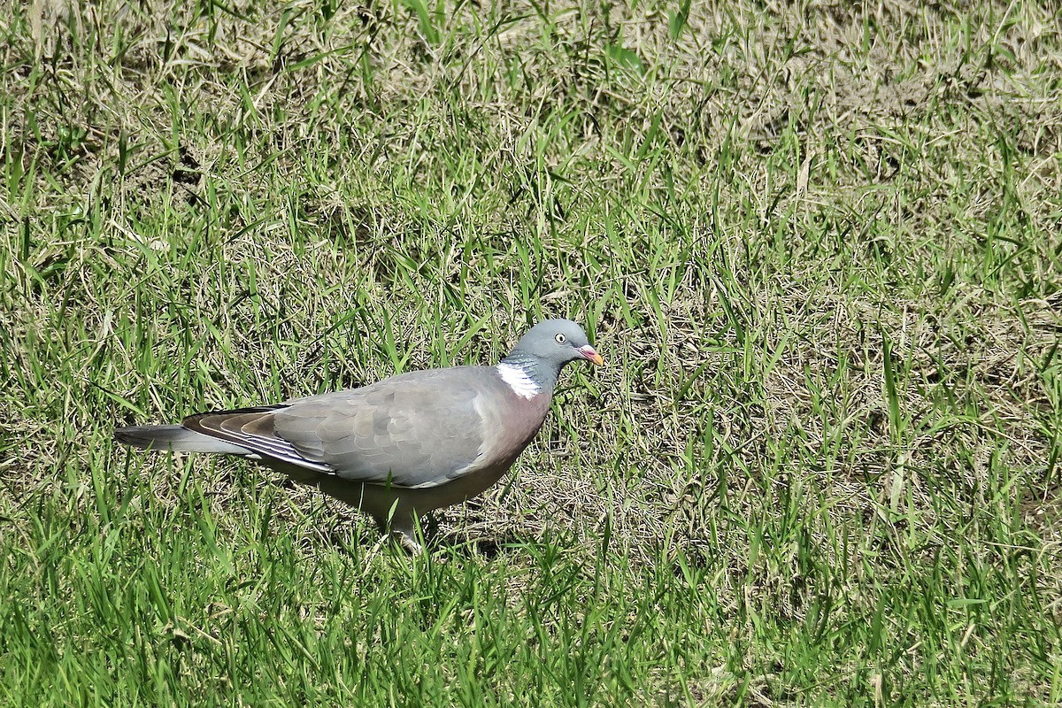 Common Wood-Pigeon - ML620346406