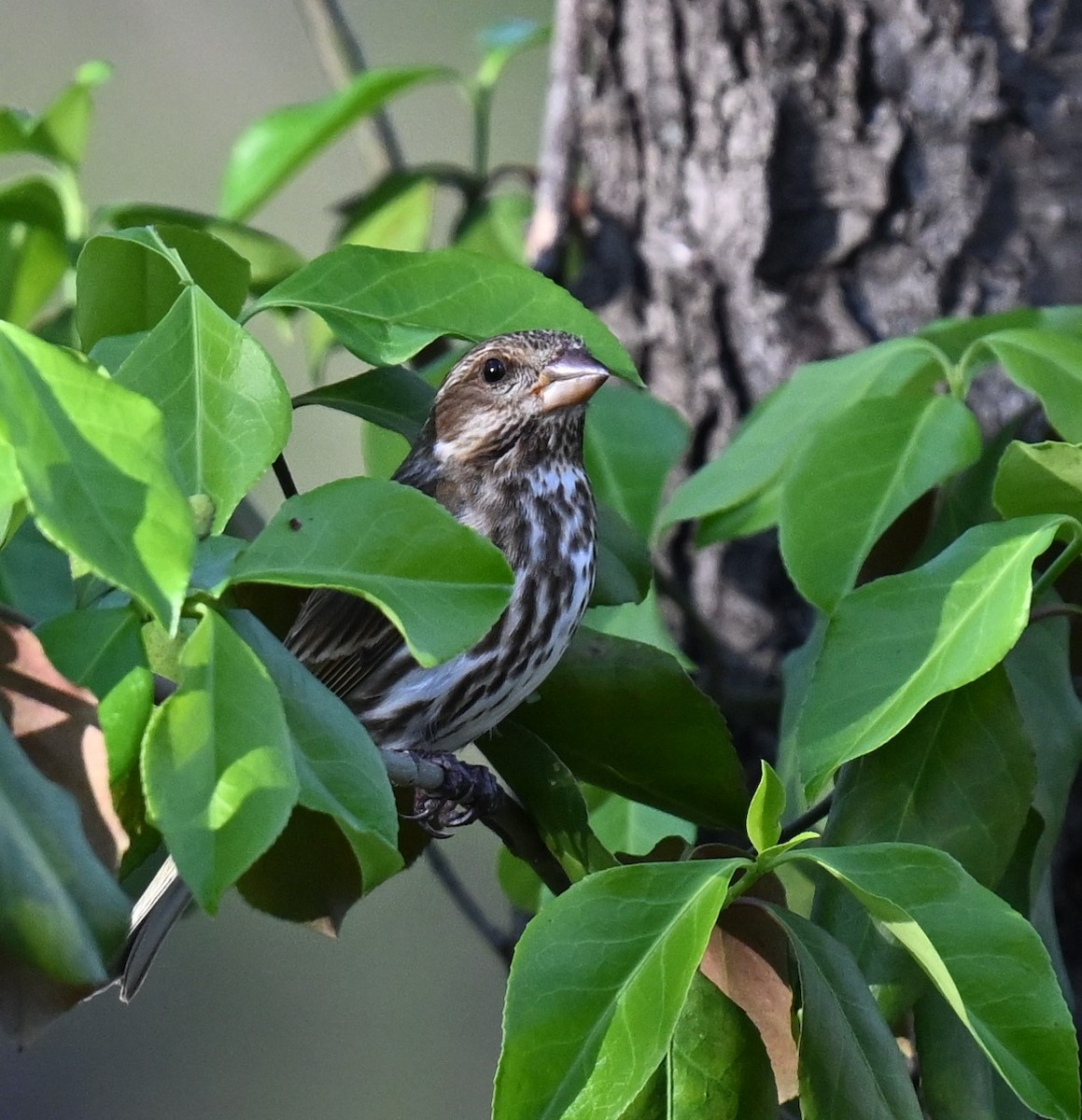 Purple Finch - ML620346428