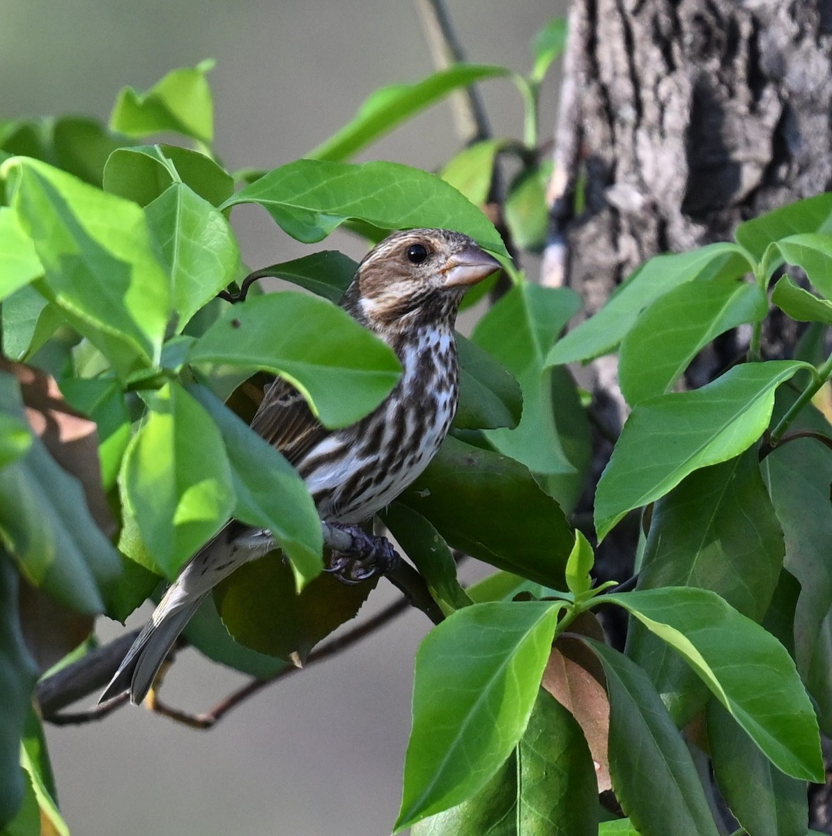 Purple Finch - ML620346429