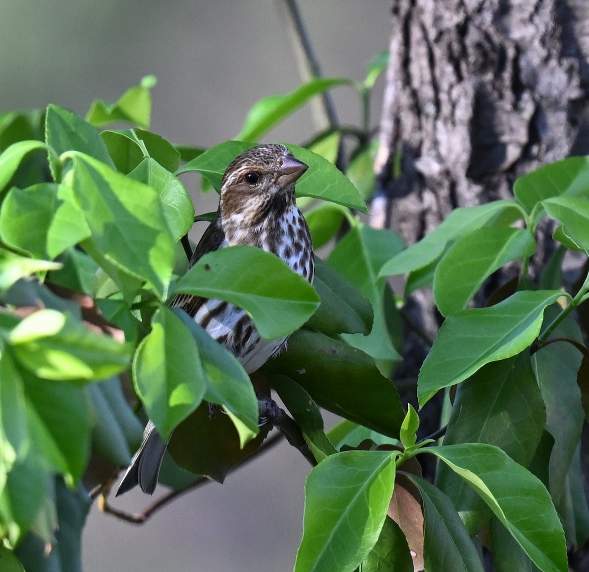 Purple Finch - ML620346431