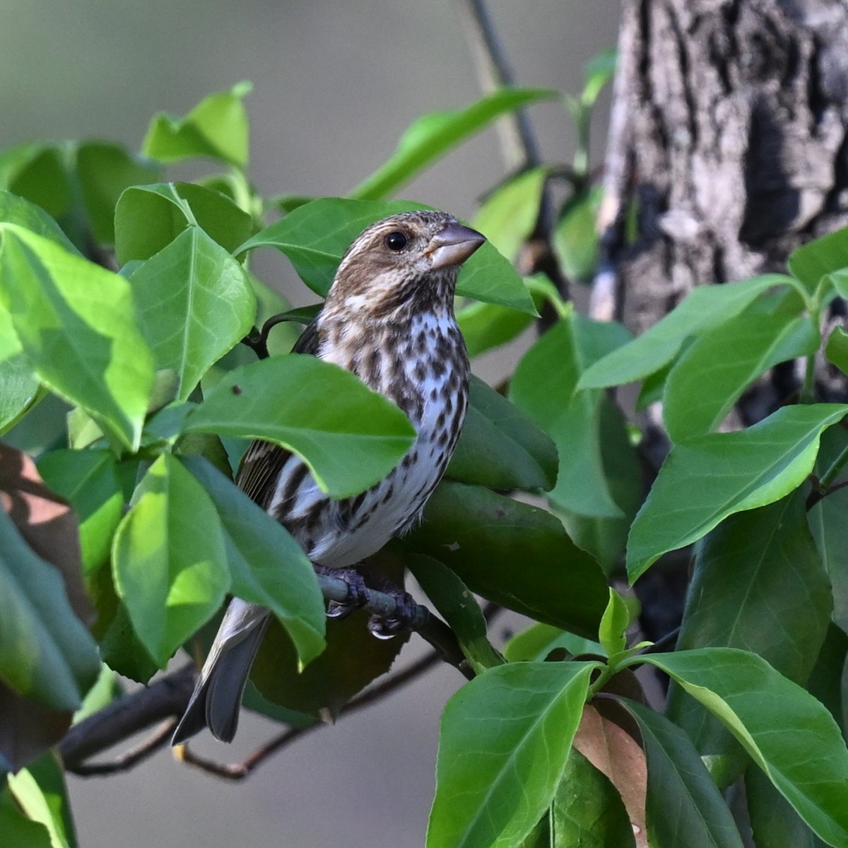 Purple Finch - Andy Reago &  Chrissy McClarren