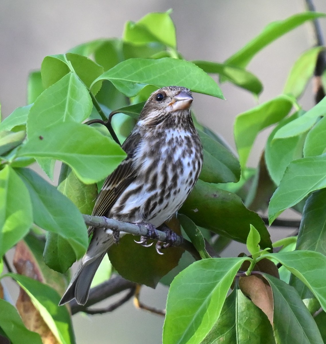 Purple Finch - ML620346433