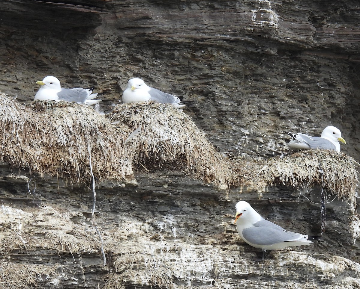 Black-legged Kittiwake - ML620346435