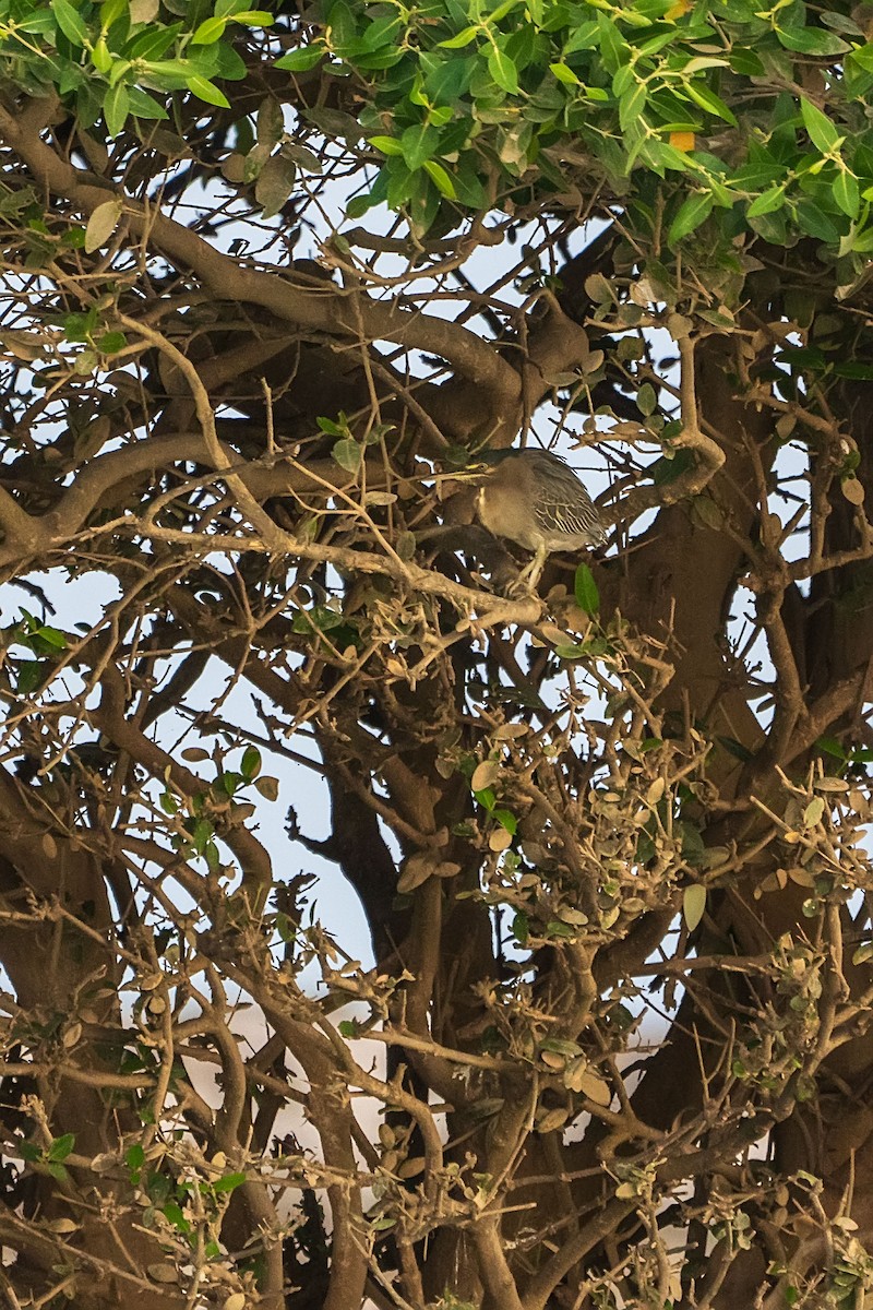 Striated Heron - ML620346442