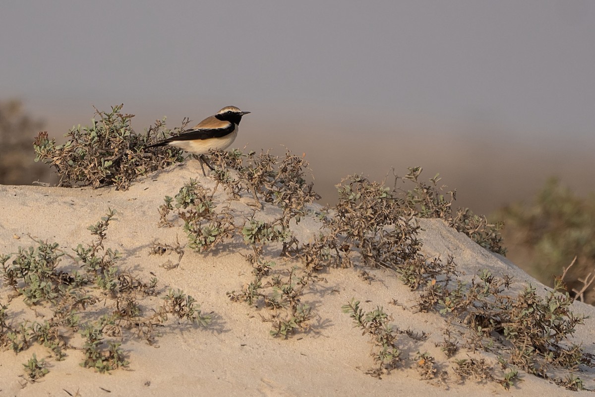 Desert Wheatear - ML620346445