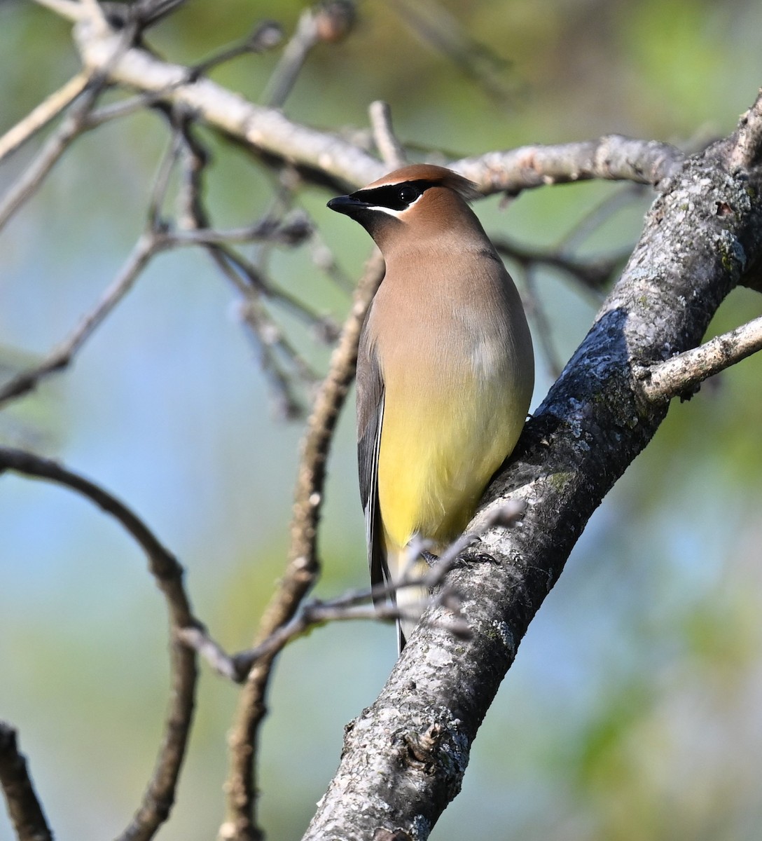 Cedar Waxwing - ML620346446