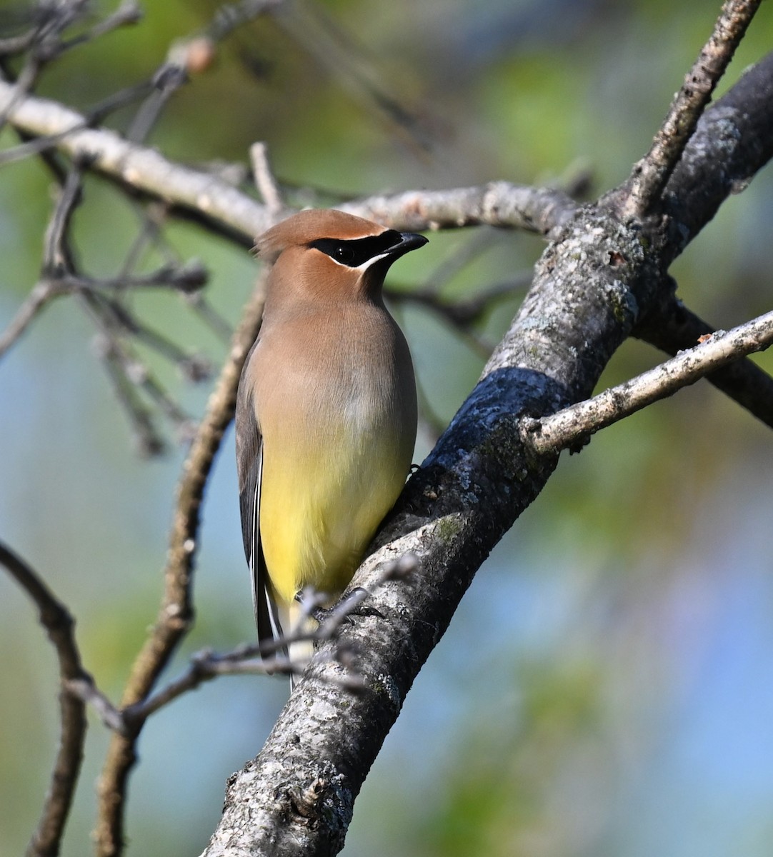 Cedar Waxwing - ML620346447