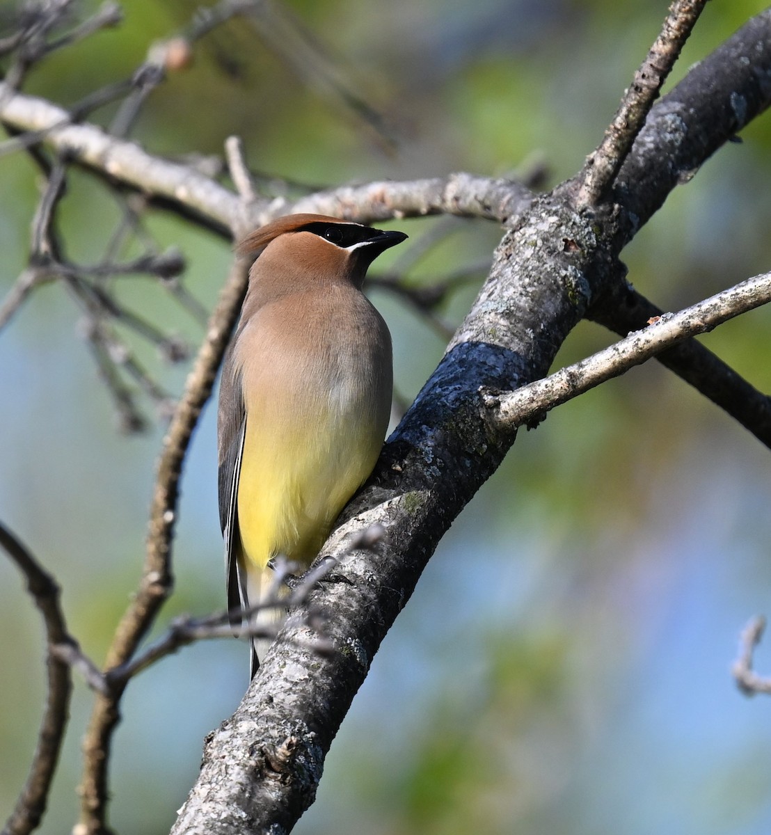 Cedar Waxwing - ML620346448