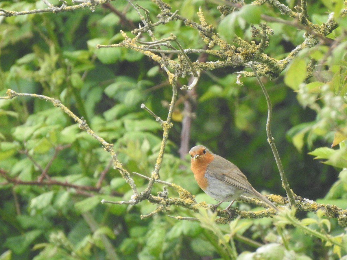 European Robin - ML620346466