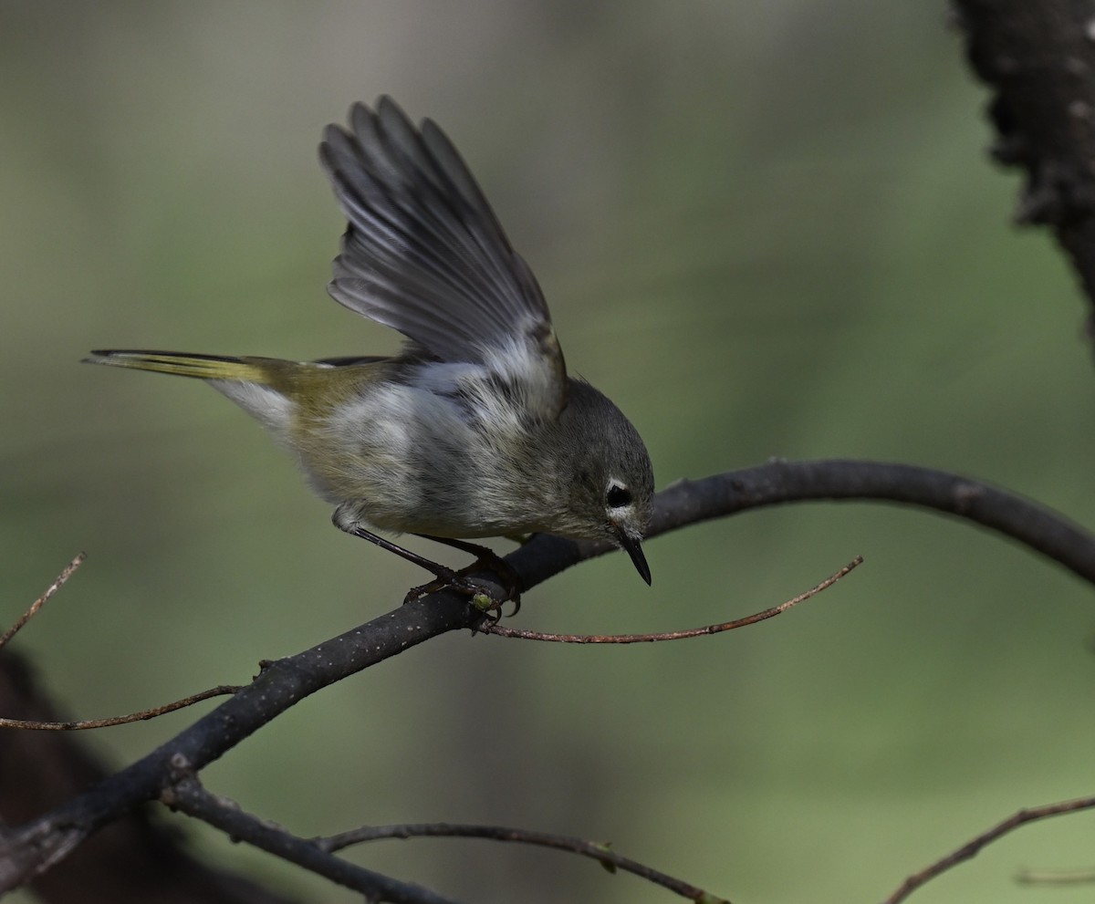 Ruby-crowned Kinglet - ML620346467