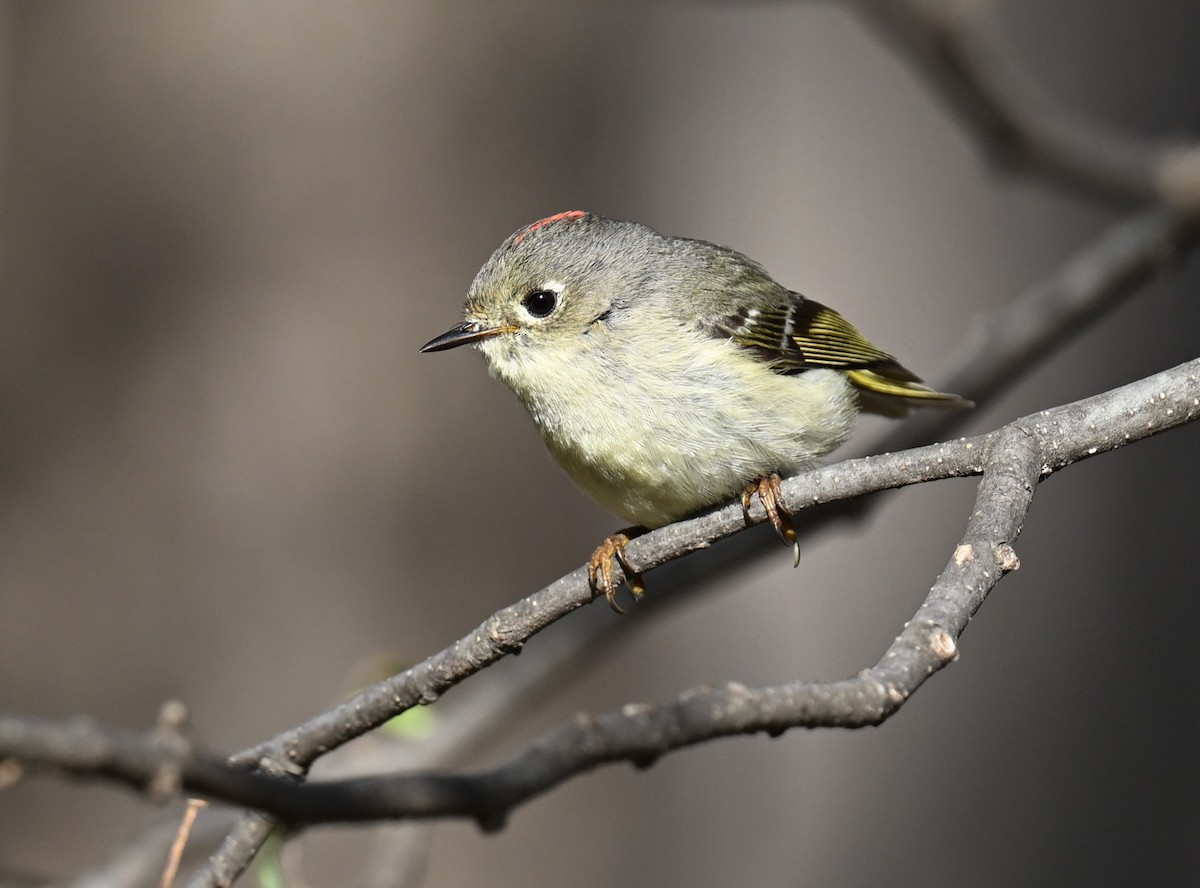 Ruby-crowned Kinglet - ML620346468