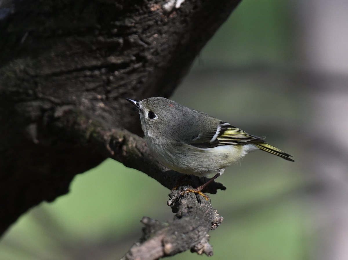 Ruby-crowned Kinglet - ML620346469