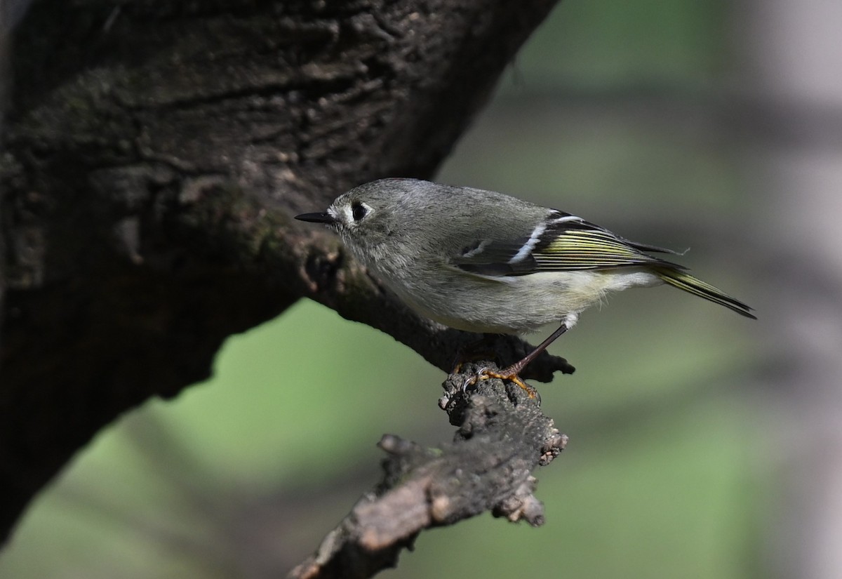 Ruby-crowned Kinglet - ML620346470