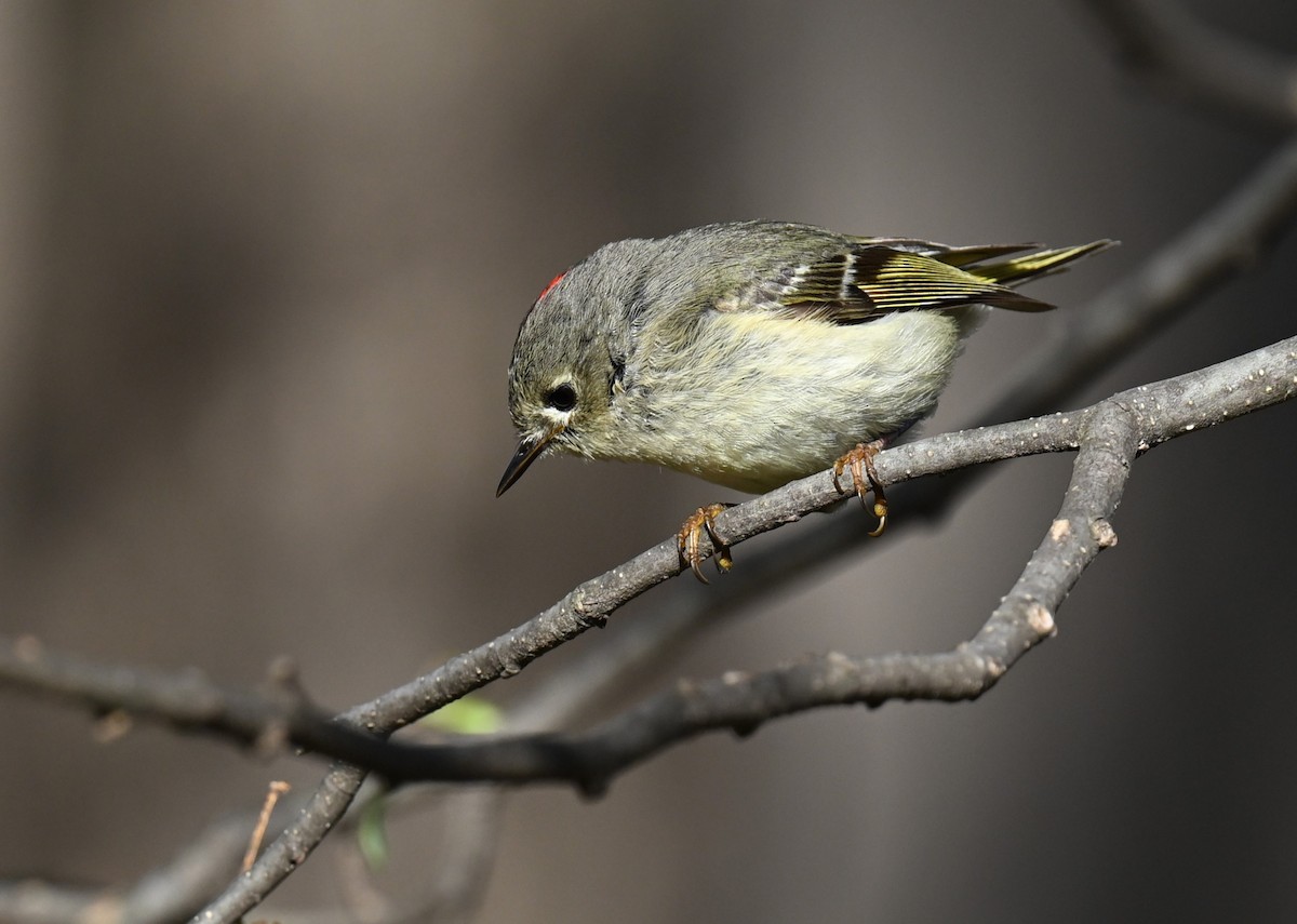 Ruby-crowned Kinglet - ML620346471