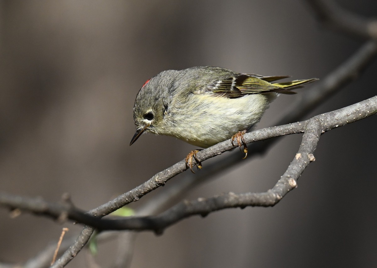 Ruby-crowned Kinglet - ML620346472