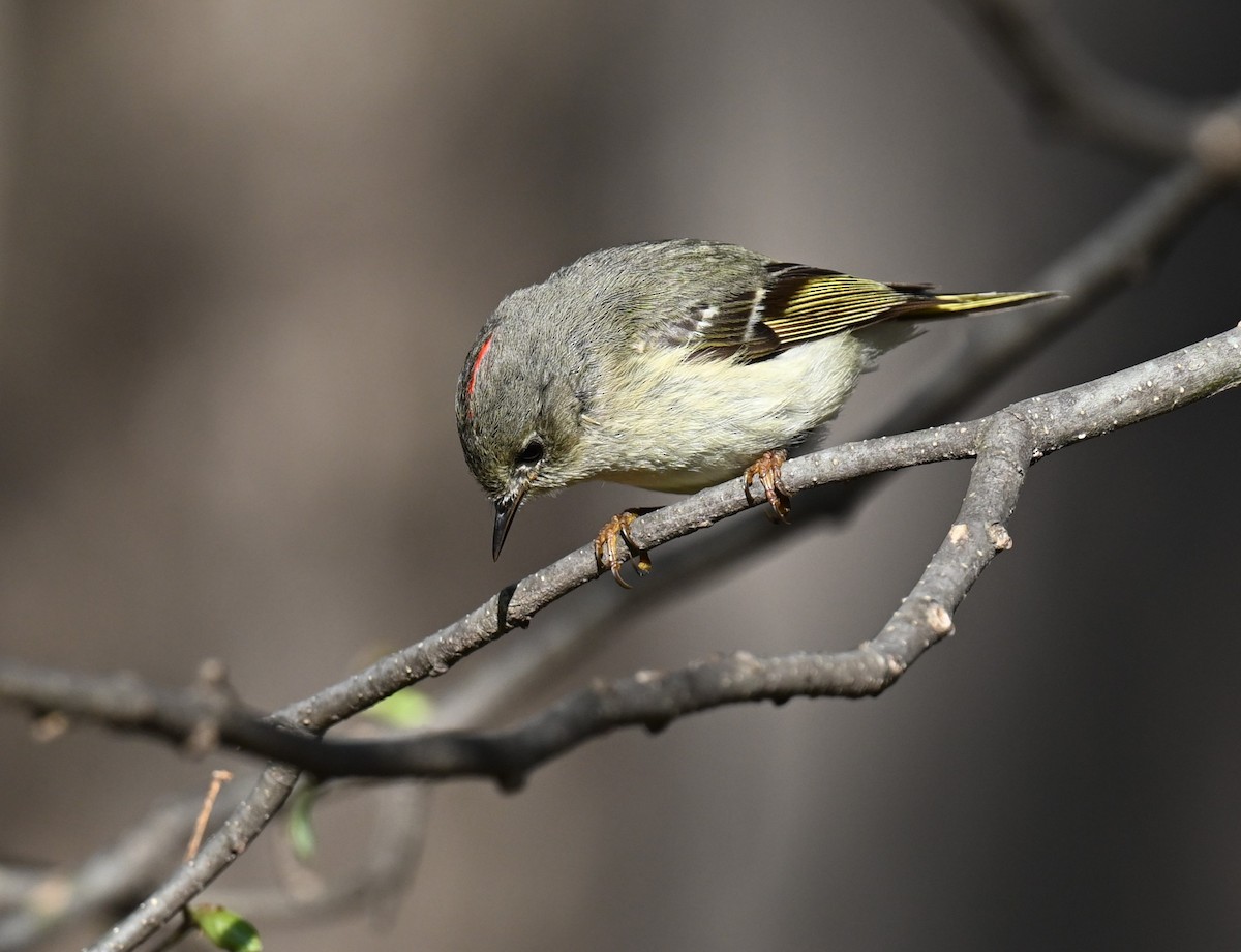 Ruby-crowned Kinglet - Andy Reago &  Chrissy McClarren