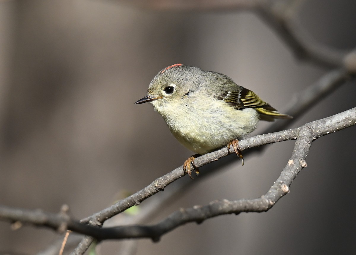 Ruby-crowned Kinglet - ML620346474