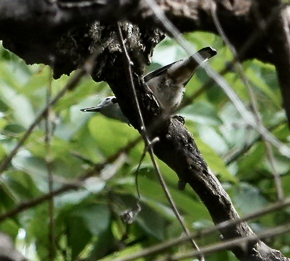 White-breasted Nuthatch - ML620346478