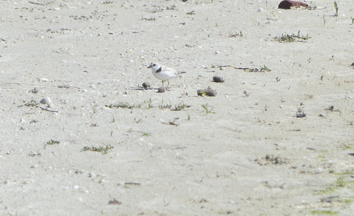 Piping Plover - ML620346479
