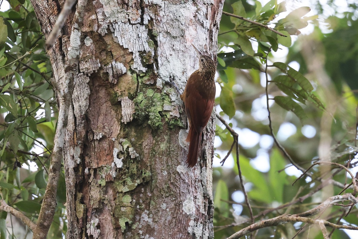 Striped Woodcreeper - ML620346497