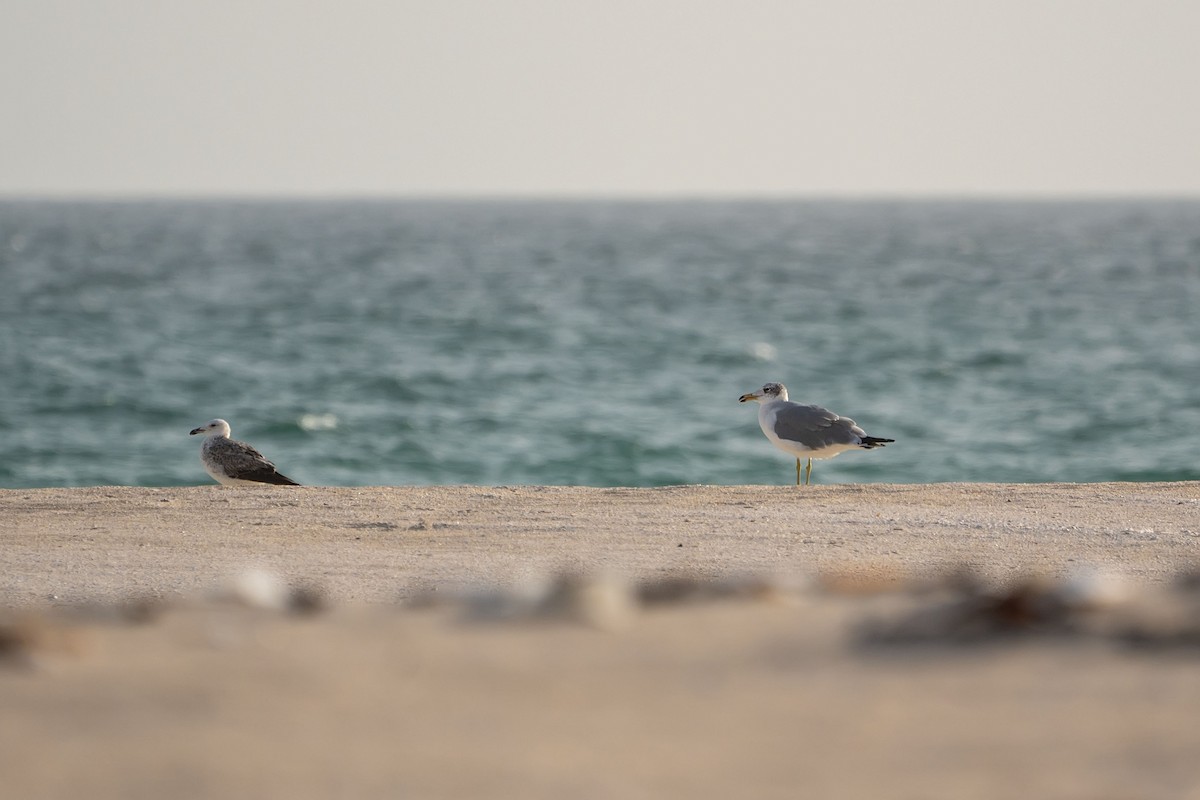 Pallas's Gull - ML620346498