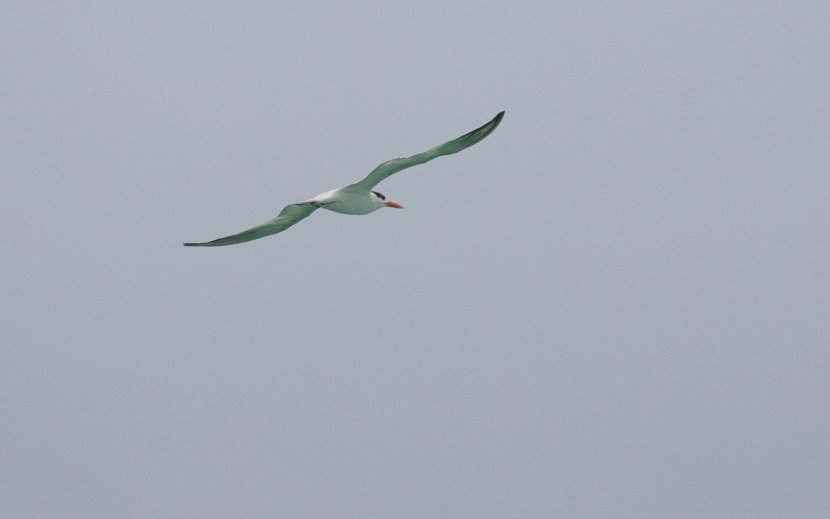 Royal Tern - ML620346510