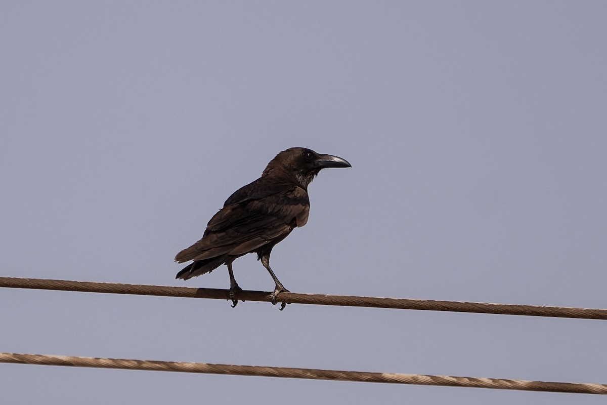 Brown-necked Raven - ML620346560