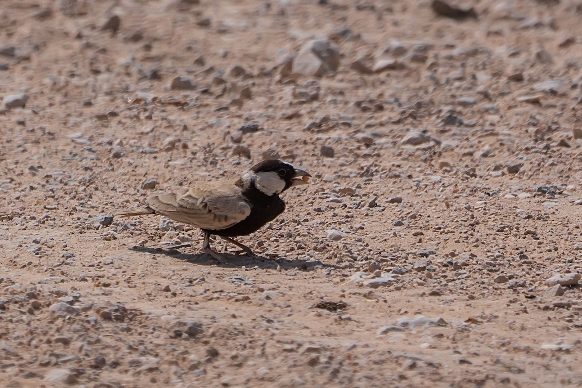 Black-crowned Sparrow-Lark - ML620346571