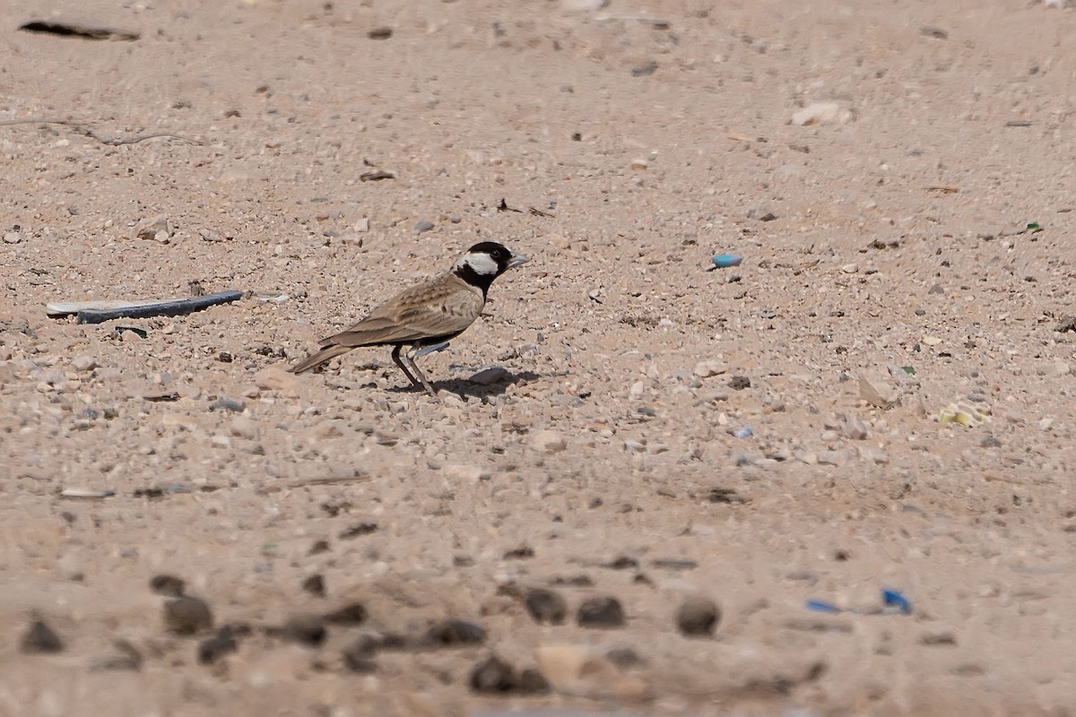 Black-crowned Sparrow-Lark - ML620346572